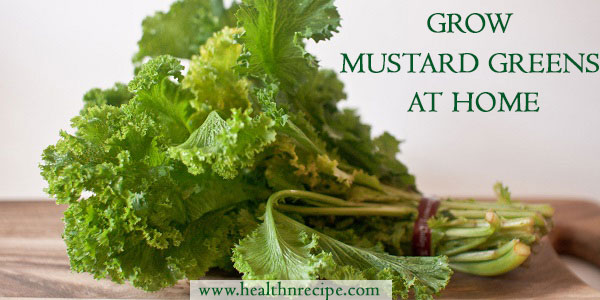 How To Grow Mustard Greens