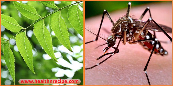 Dengue Fever Treatment At Home