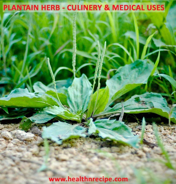 Medical Uses Of Plantain Herb