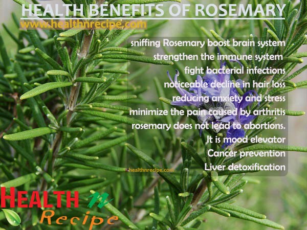 Health benefits of Rosemary Herb