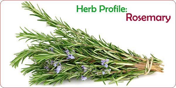 Rosemary Herb