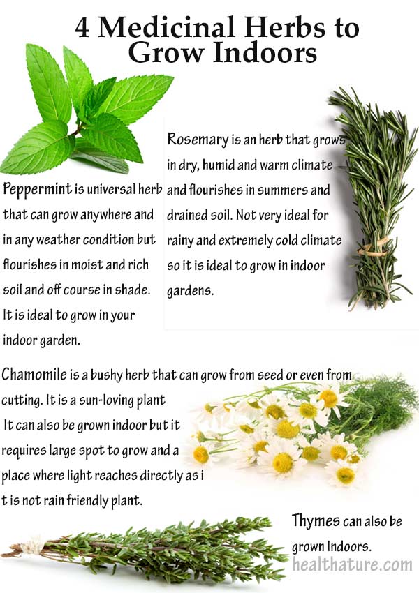 Easy Medicinal Herbs Grow Indoors